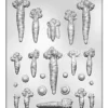 Carrot And Eyes Mould – BPA-free Plastic